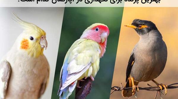 عکس طوطی تزئینی
