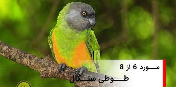عکس طوطی تزئینی