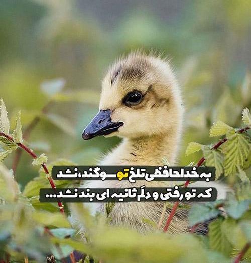 عکس نوشته آنچه خدا خواست همان میشود
