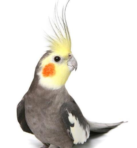 عکس طوطی حیوان