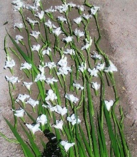 عکس دایی چرا رفتی
