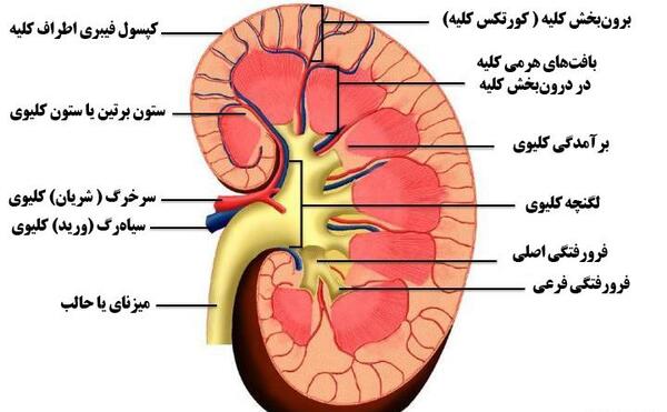 عکس تصاویر آناتومی بدن کلیه