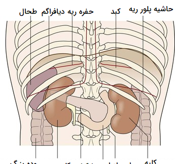 عکس تصاویر آناتومی بدن کلیه