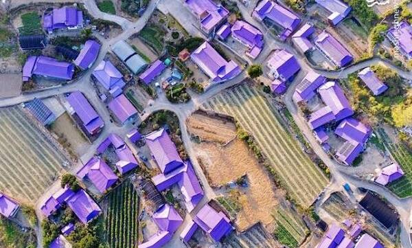 عکس طبیعت بنفش