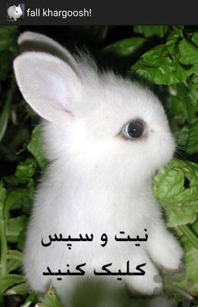 عکس خرگوش صورتی واقعی