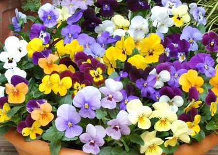 عکس گل بنفشه