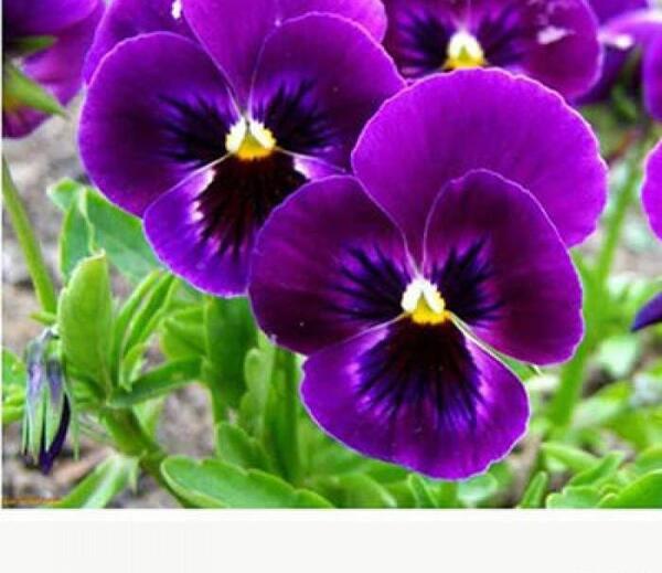 عکس گل بنفشه