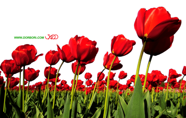 عکس گل لاله دشت