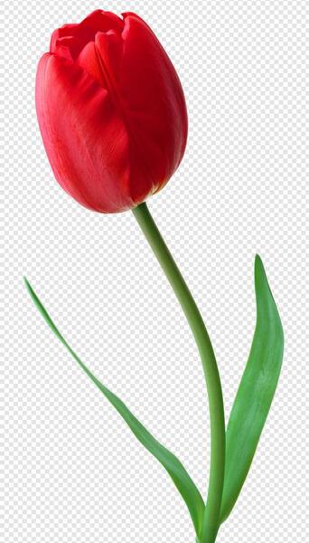 عکس گل لاله گرافیکی