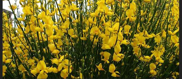 عکس گیاه طاووسی