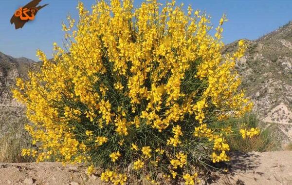 عکس گیاه طاووسی
