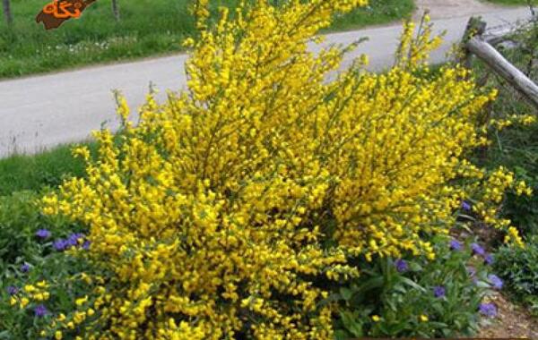 عکس گیاه طاووسی