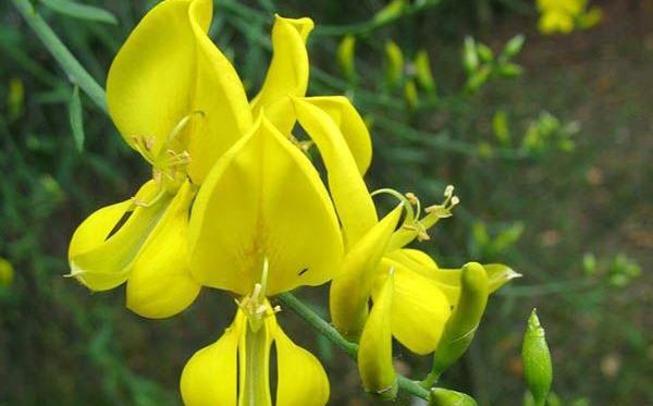 عکس گیاه طاووسی
