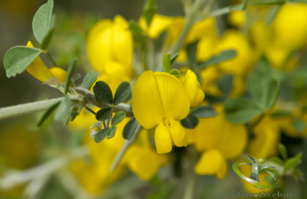 عکس گیاه طاووسی
