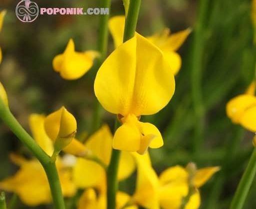 عکس گیاه طاووسی