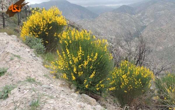 عکس گیاه طاووسی