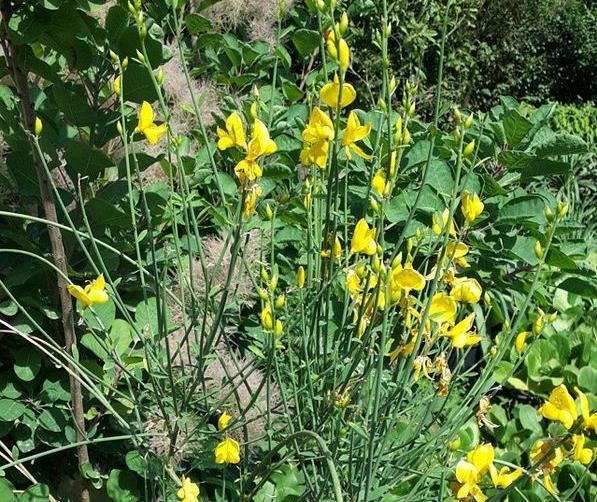 عکس گیاه طاووسی