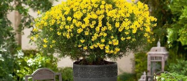 عکس گیاه طاووسی