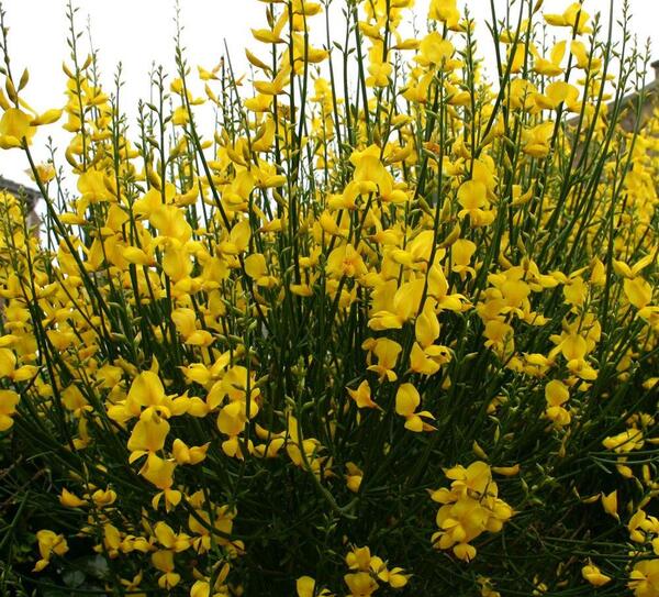 عکس گیاه طاووسی