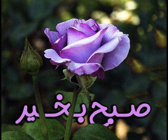 عکس صبح بخیر ساده