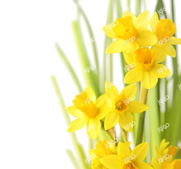 عکس گل نرگس برای بک گراند