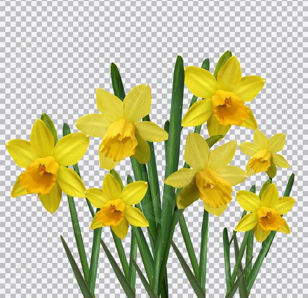 عکس گل نرگس برای بک گراند