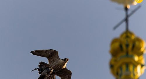 عکس شاهین غلامی