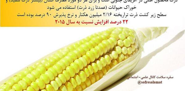 عکس ذرت تراریخته
