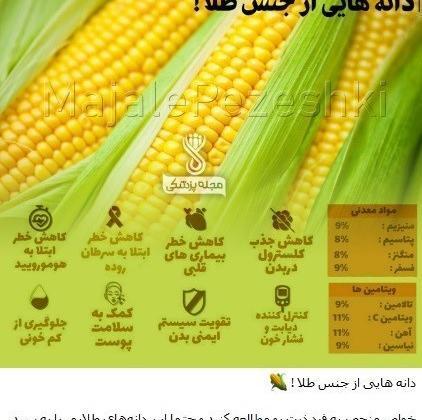 عکس ذرت تراریخته