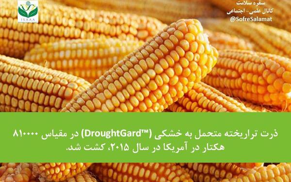 عکس ذرت تراریخته