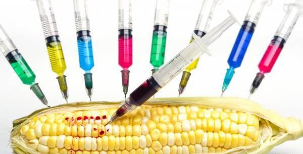 عکس ذرت تراریخته