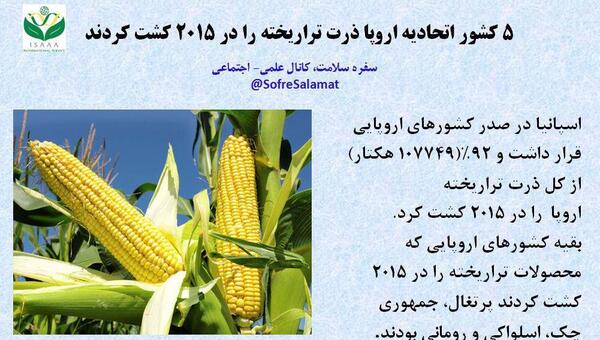 عکس ذرت تراریخته
