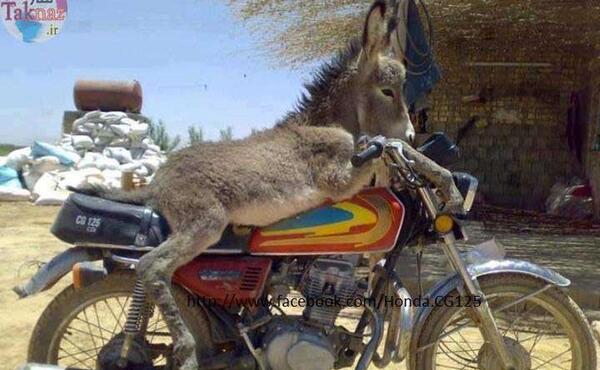 عکس غیرمجاز خنده دار