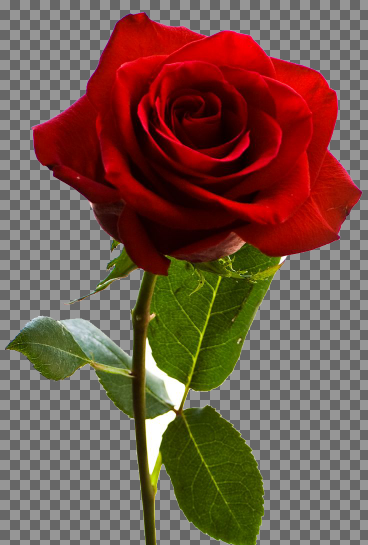 عکس گل عشق