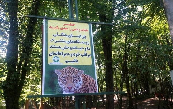 عکس حیوانات جنگل گلستان