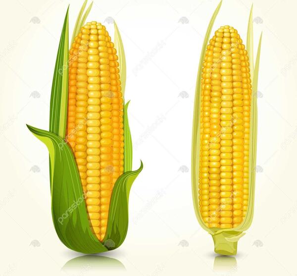 عکس کارتونی از ذرت
