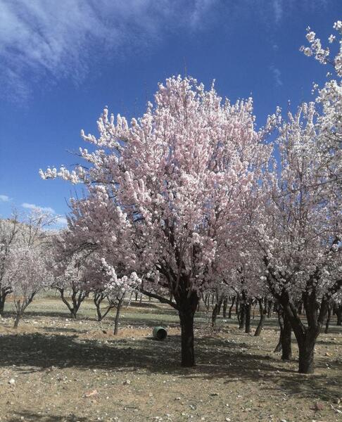 عکس از طبیعت طبیعی