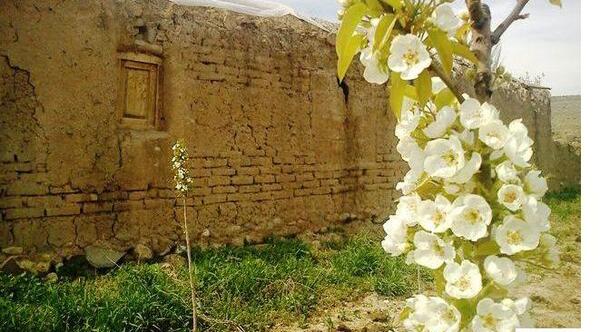 عکس شکوفه درخت گردو