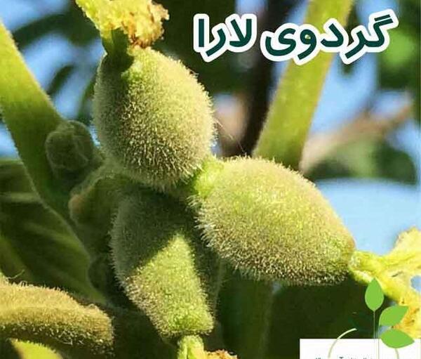 عکس شکوفه درخت گردو