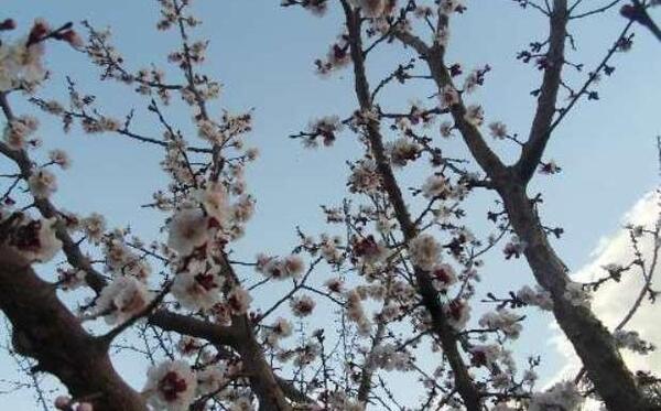عکس شکوفه درخت گردو