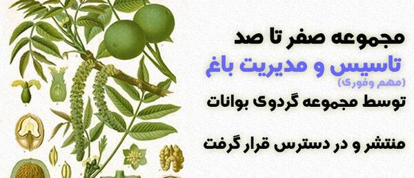 عکس شکوفه درخت گردو