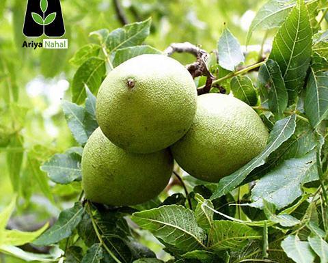 عکس شکوفه درخت گردو