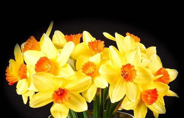 عکس گل نرگس زرد