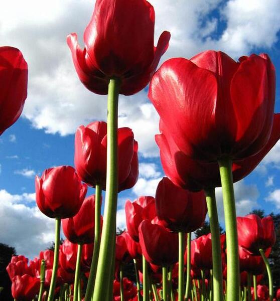 عکس گل نرگس زرد