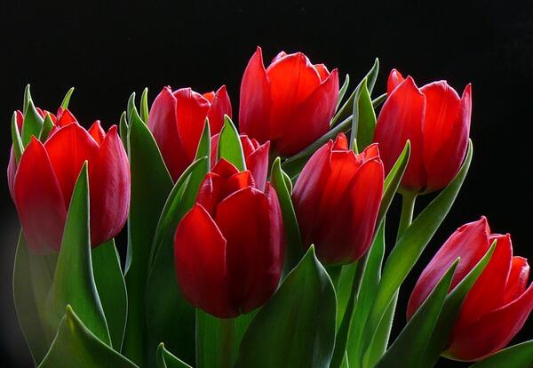 عکس گل نرگس زرد