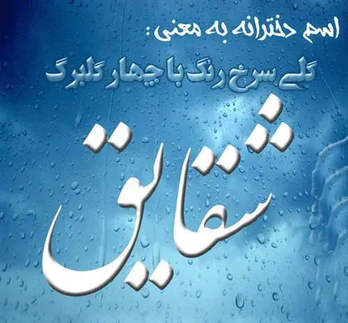 عکس نوشته ی شقایق جان تولدت مبارک