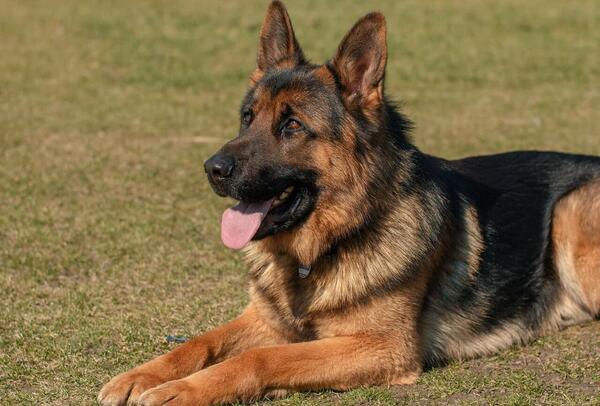 عکس نژاد ژرمن شپرد