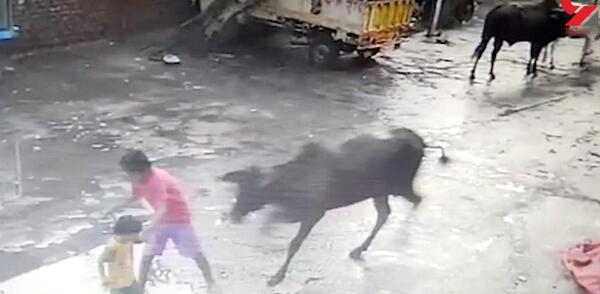 عکس گاو گوگولی