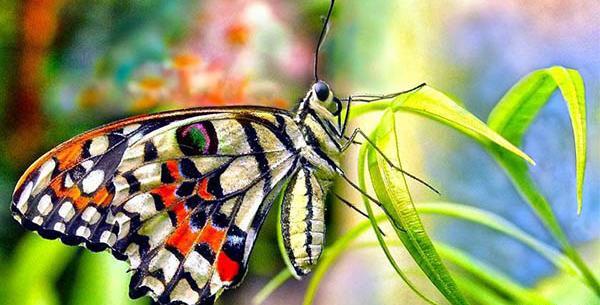 عکس پروانه در فال قهوه