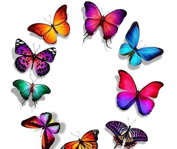 عکس پروانه در فال قهوه